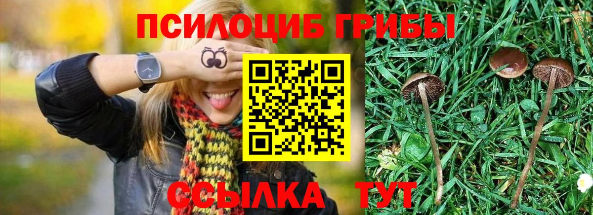Псилоцибиновые грибы мицелий Торжок